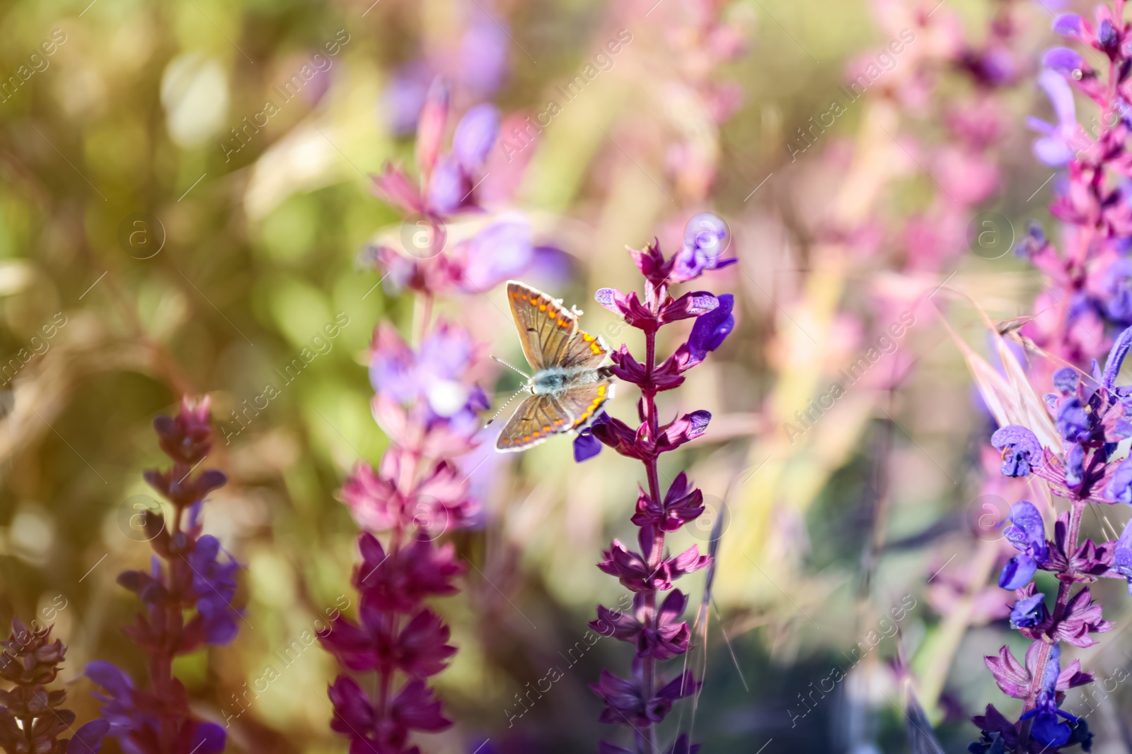 Photo of Beautiful Adonis blue butterfly on flower in field, closeup