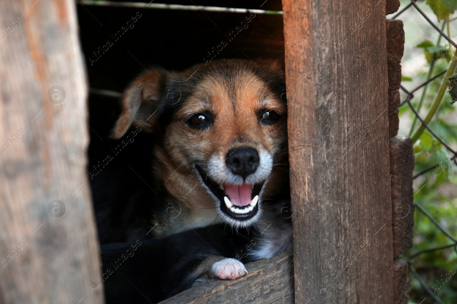 Photo of Adorable dog in wooden kennel outdoors, closeup