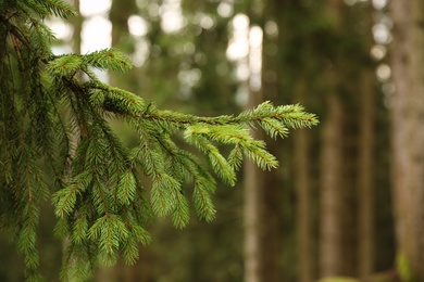 Photo of Beautiful fir with green branches in forest, closeup