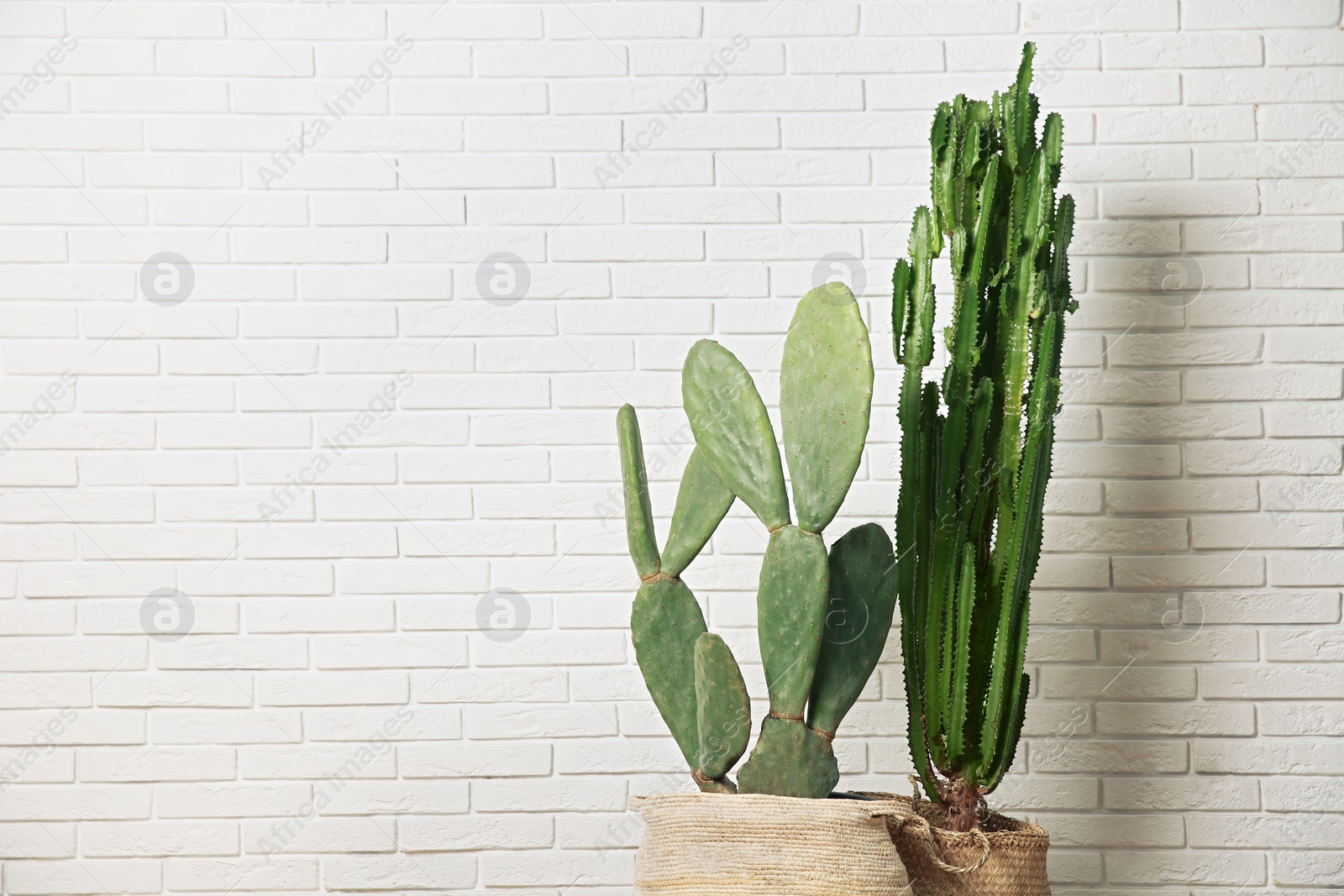 Photo of Beautiful potted cacti near white brick wall, space for text. Interior design