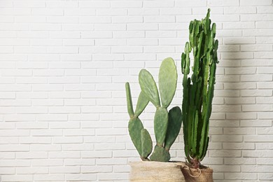 Beautiful potted cacti near white brick wall, space for text. Interior design