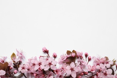 Photo of Beautiful spring tree blossoms as border on white background, top view. Space for text