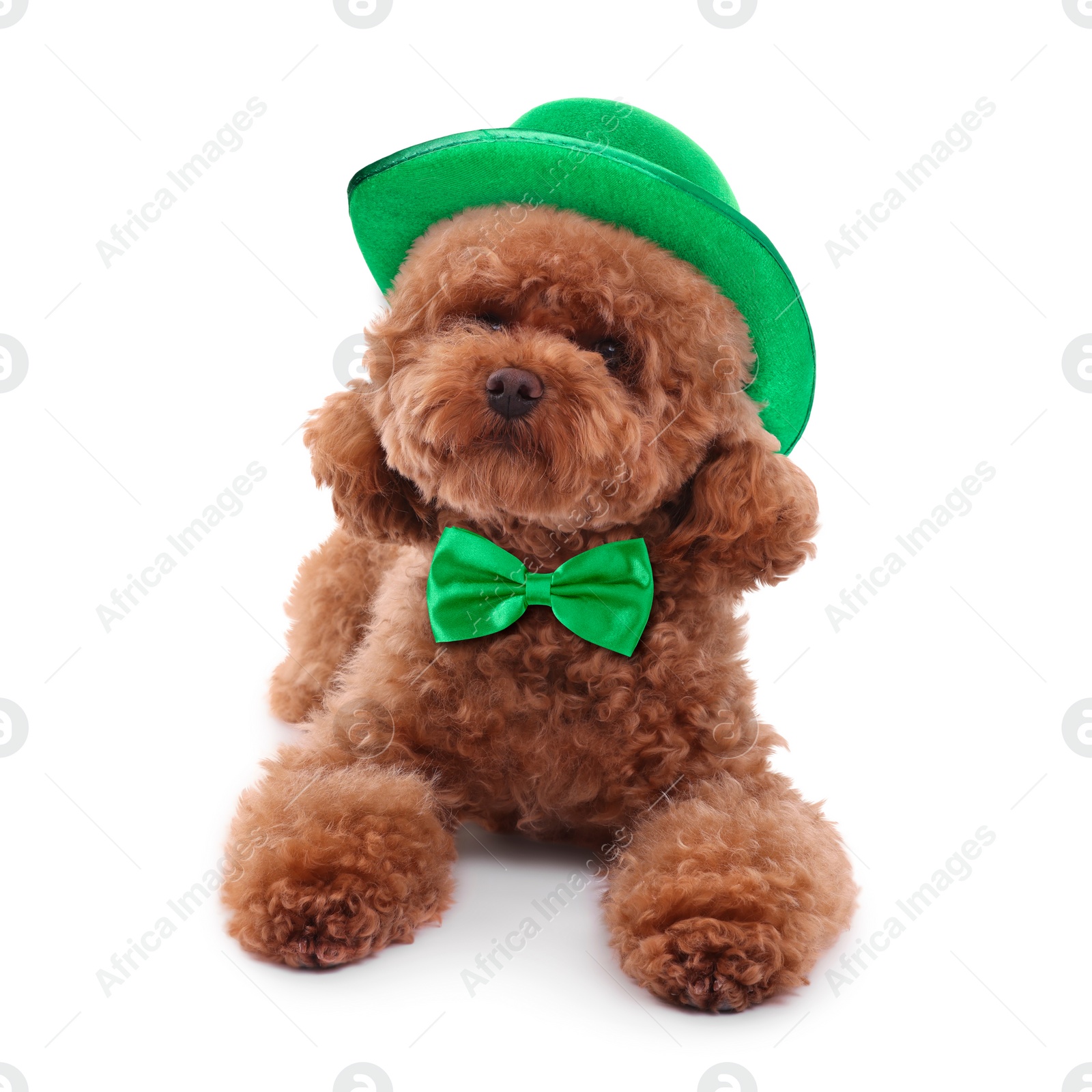 Image of St. Patrick's day celebration. Cute Maltipoo dog with leprechaun hat and green bow tie isolated on white