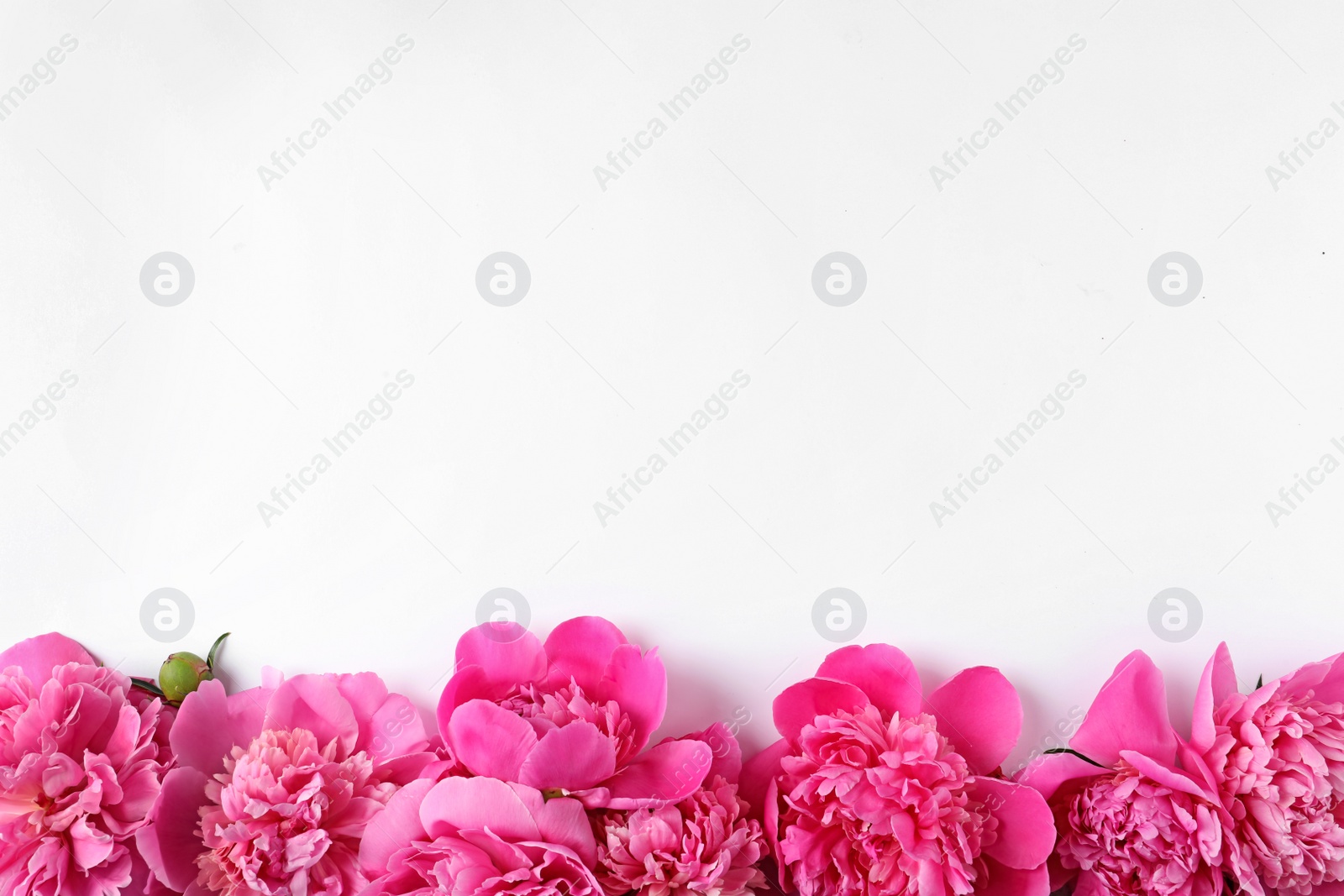 Photo of Beautiful peony flowers on white background, top view