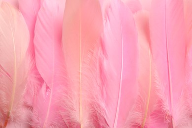 Photo of Beautiful pink feathers as background, top view
