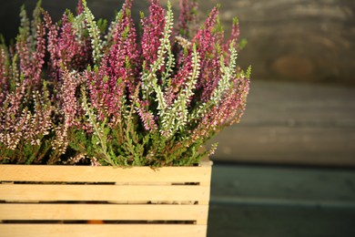 Photo of Beautiful heather flowers in crate near wooden wall, closeup