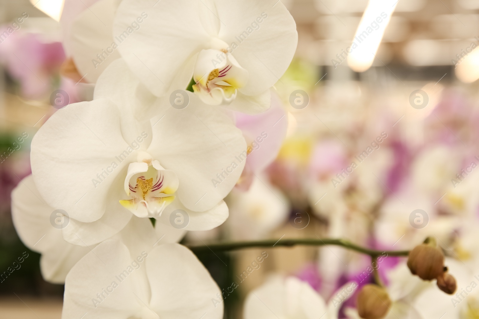 Photo of Beautiful blooming orchid flowers, closeup. Tropical plant