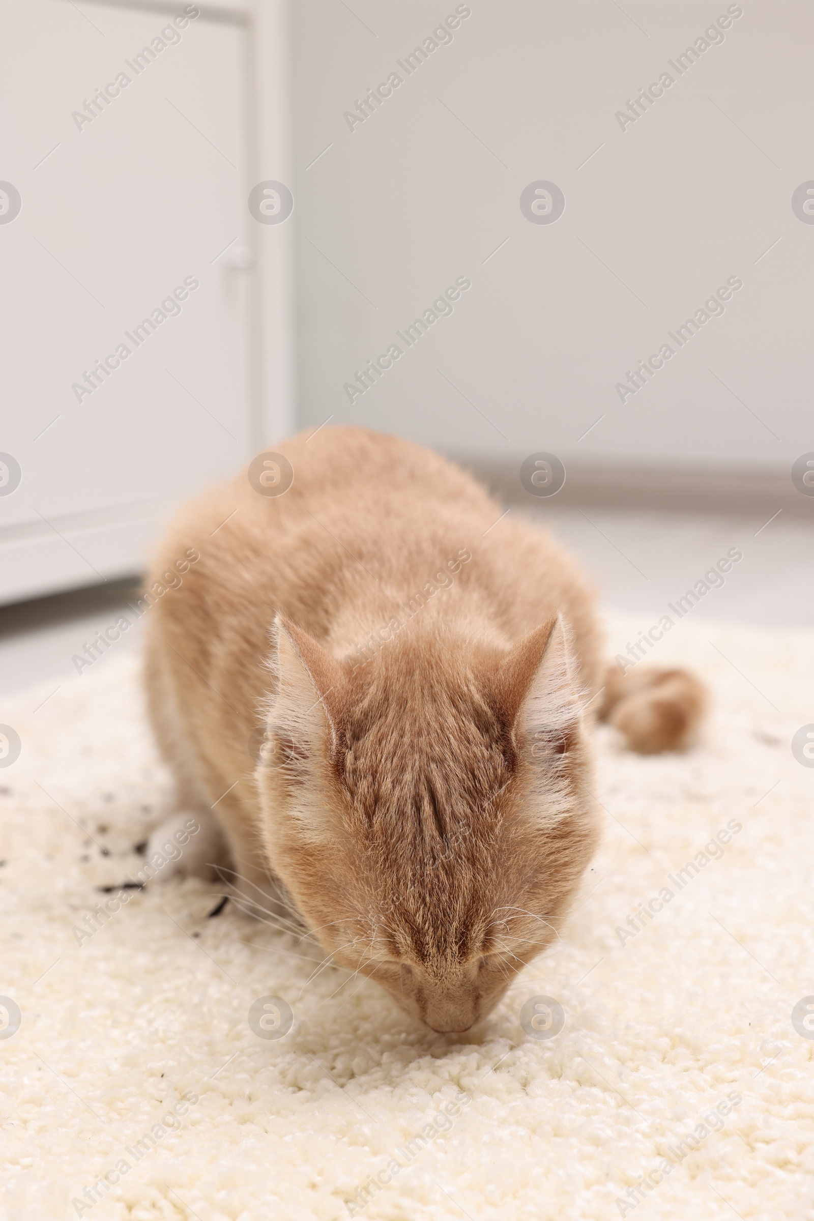 Photo of Cute ginger cat on carpet with scattered soil indoors