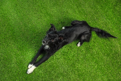 Photo of Cute long haired dog on green grass, above view