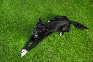 Cute long haired dog on green grass, above view