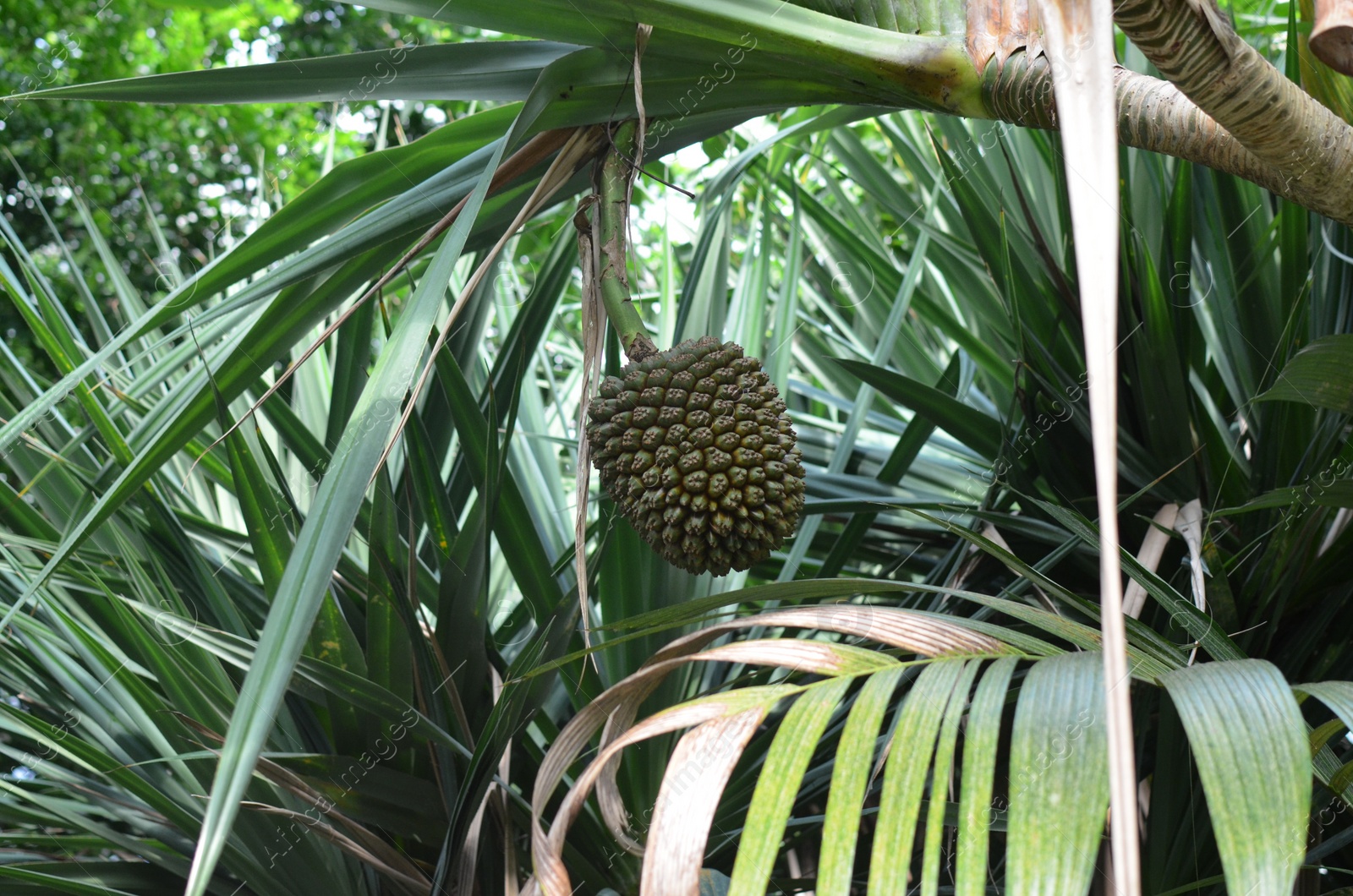 Photo of Beautiful pandanus plant with fruits in greenhouse