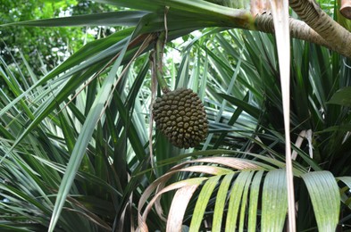 Beautiful pandanus plant with fruits in greenhouse