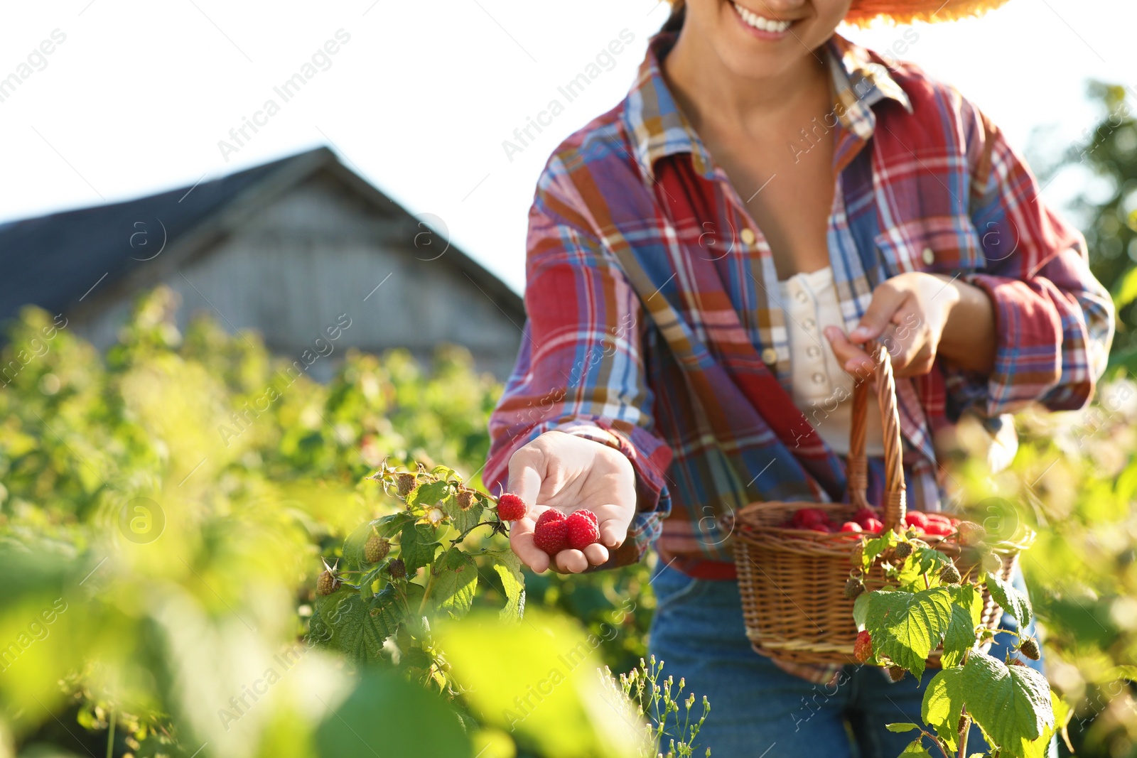 Photo of Woman with wicker basket picking ripe raspberries from bush outdoors, closeup