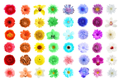 Image of Set of different beautiful flowers on white background