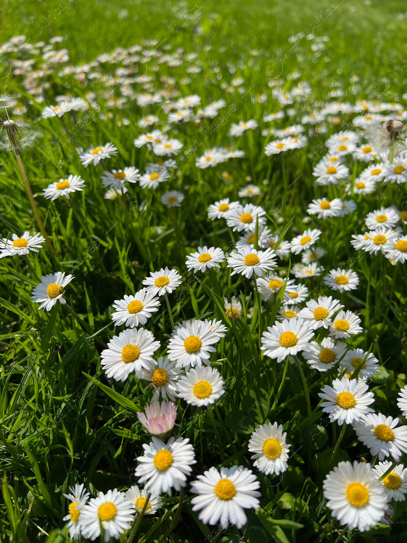 Photo of Beautiful white daisy flowers and green grass growing in meadow