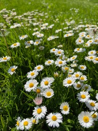 Beautiful white daisy flowers and green grass growing in meadow