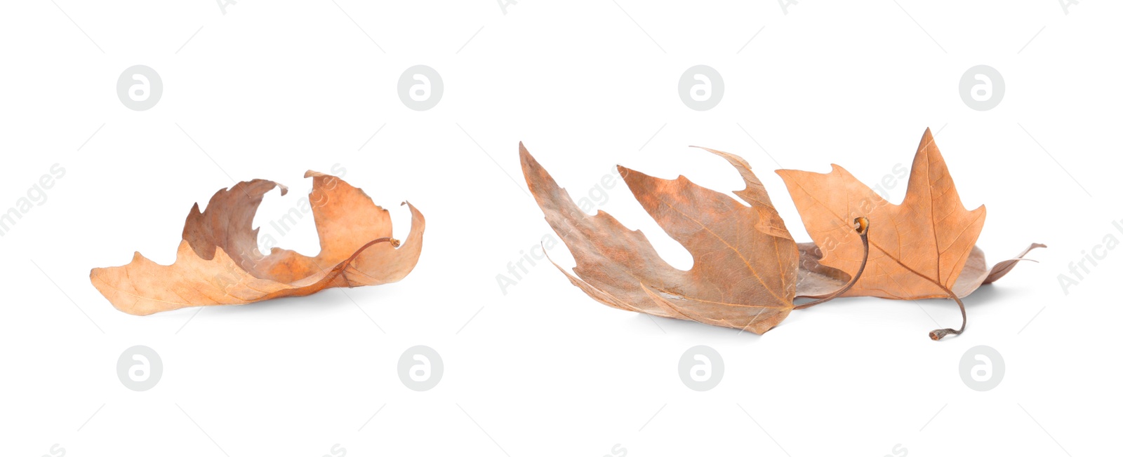 Photo of Dry leaves on white background. Autumn season