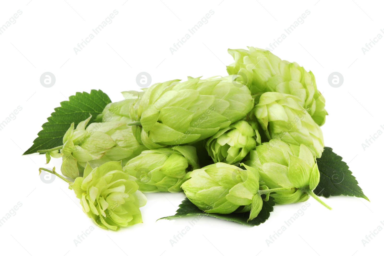 Photo of Pile of fresh green hops on white background