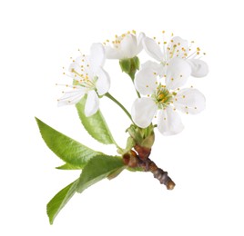 Photo of Beautiful spring blossoms with leaves isolated on white