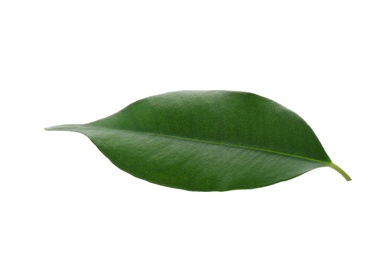 Photo of Fresh green ficus leaf on white background