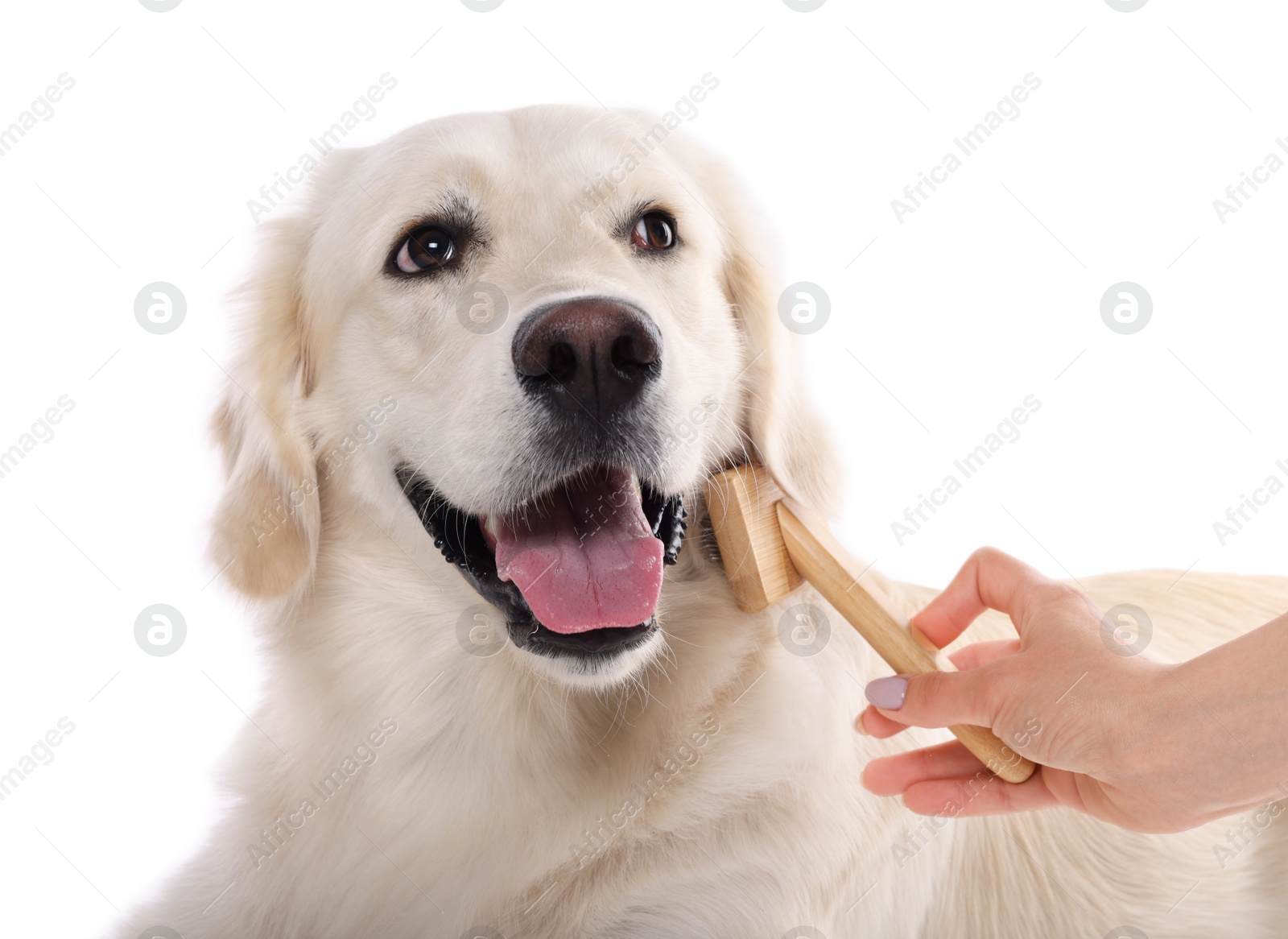 Photo of Woman brushing cute Labrador Retriever dog's hair on white background, closeup