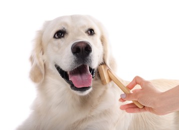 Photo of Woman brushing cute Labrador Retriever dog's hair on white background, closeup