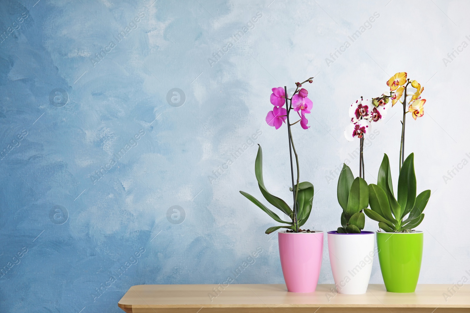 Photo of Beautiful tropical orchid flowers in pots on table near color wall. Space for text