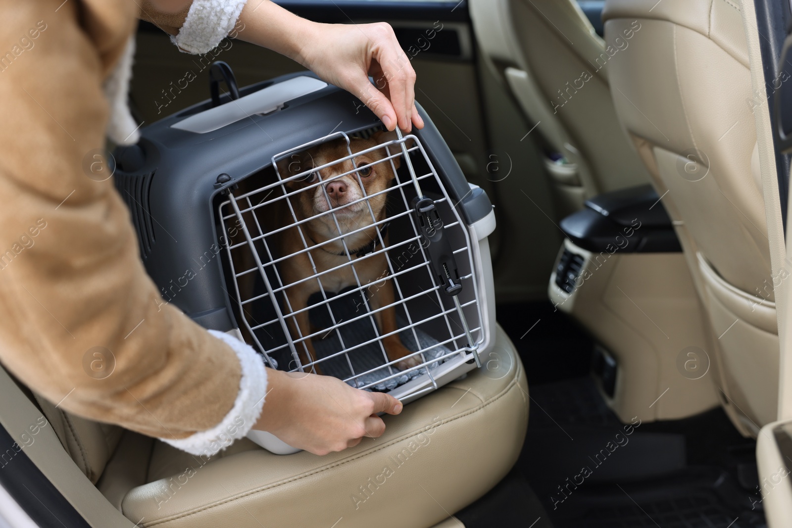 Photo of Owner transporting her dog, closeup. Chihuahua in pet carrier