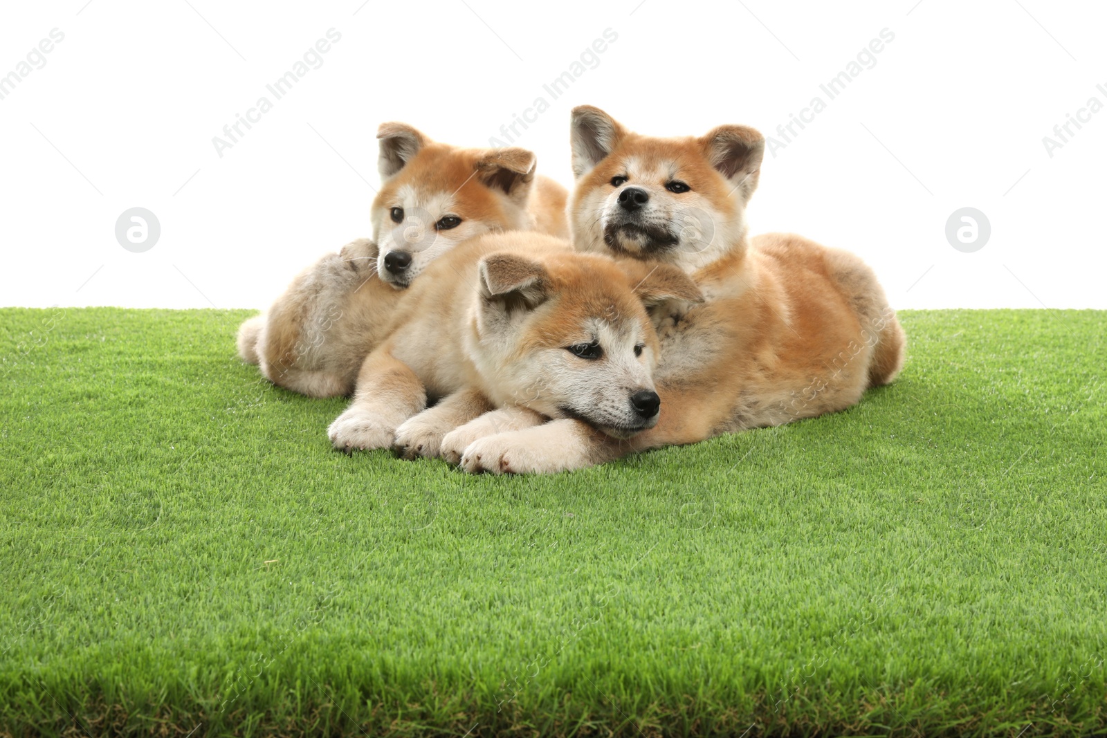 Photo of Cute akita inu puppies on artificial grass against white background