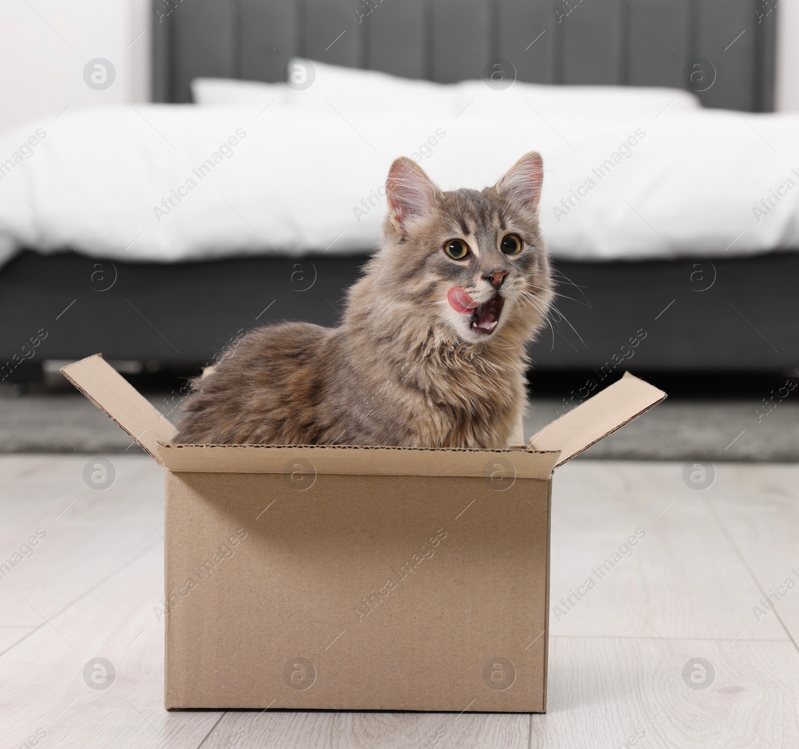 Photo of Cute fluffy cat in cardboard box on floor at home