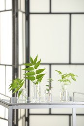Photo of Laboratory glassware with plants on metal table