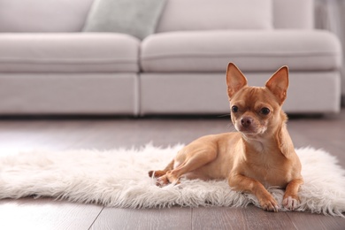 Photo of Cute Chihuahua dog lying on warm floor indoors, space for text. Heating system