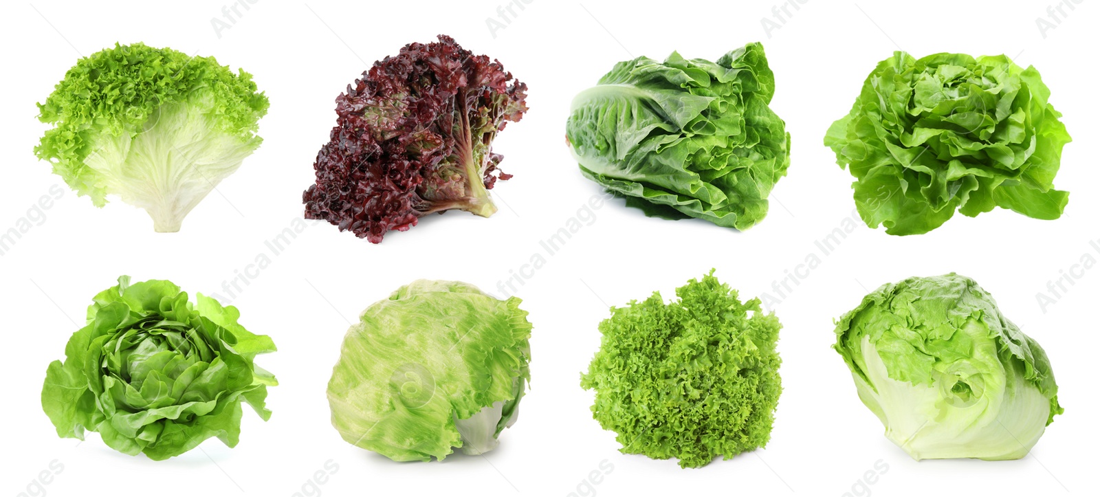 Image of Different types of lettuce isolated on white, collage design