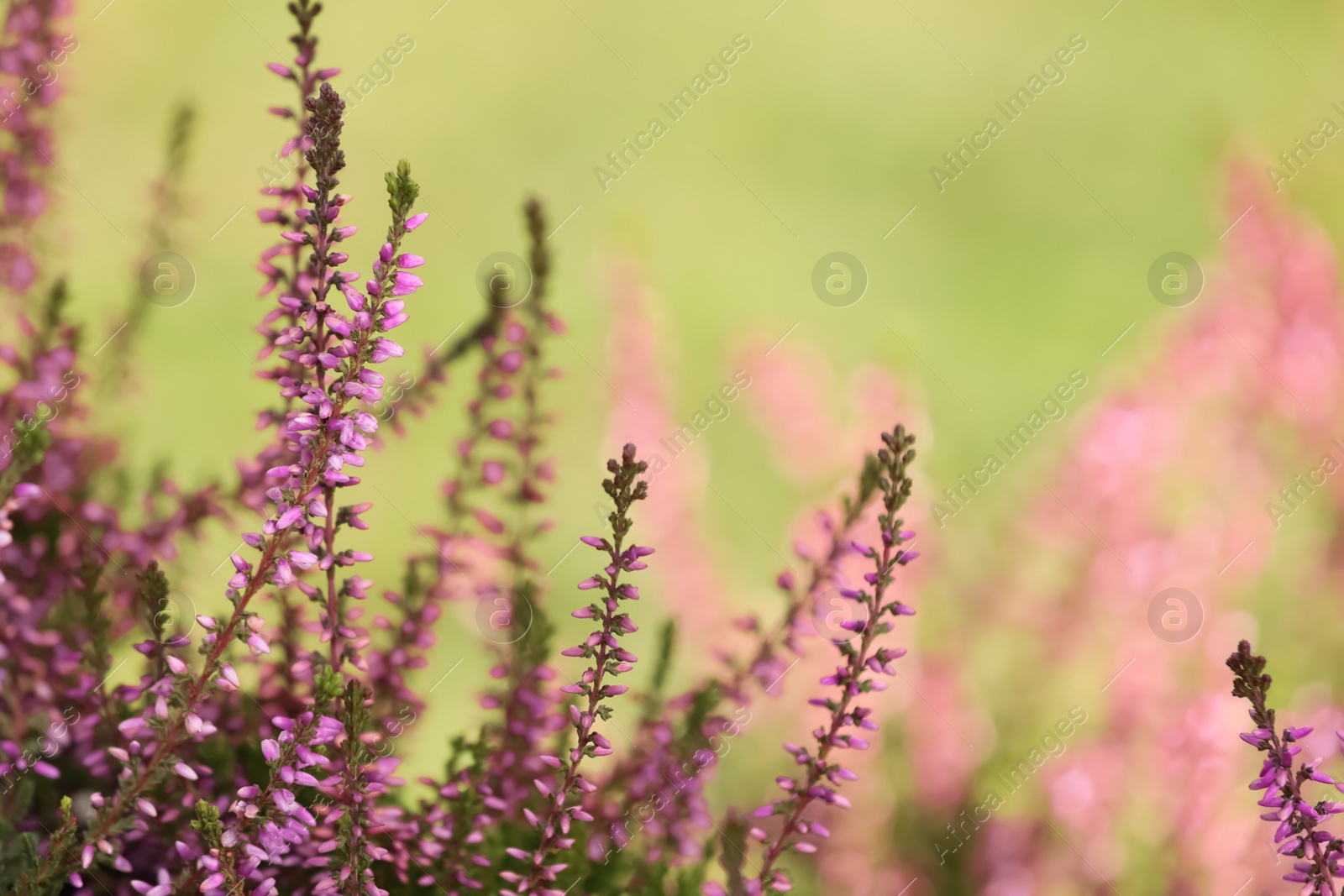 Photo of Heather shrub with beautiful flowers outdoors on spring day