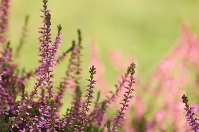 Photo of Heather shrub with beautiful flowers outdoors on spring day