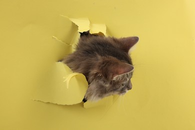 Cute cat looking through hole in yellow paper