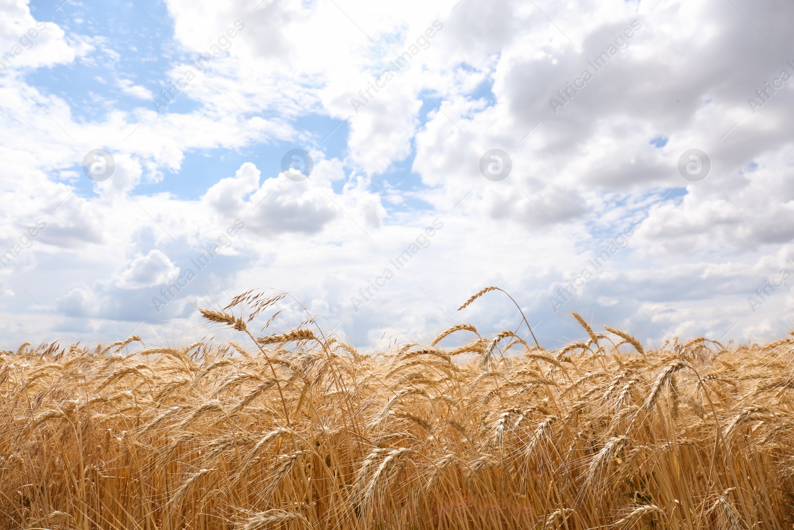 Photo of Beautiful view of agricultural field with ripe wheat spikes on sunny day