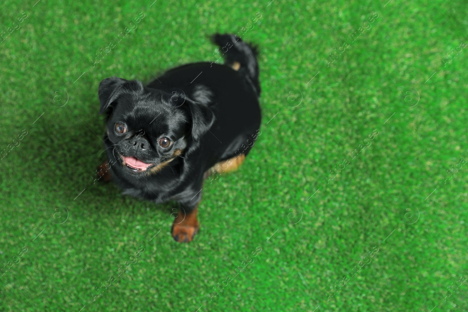 Photo of Adorable black Petit Brabancon dog sitting on green grass, above view with space for text