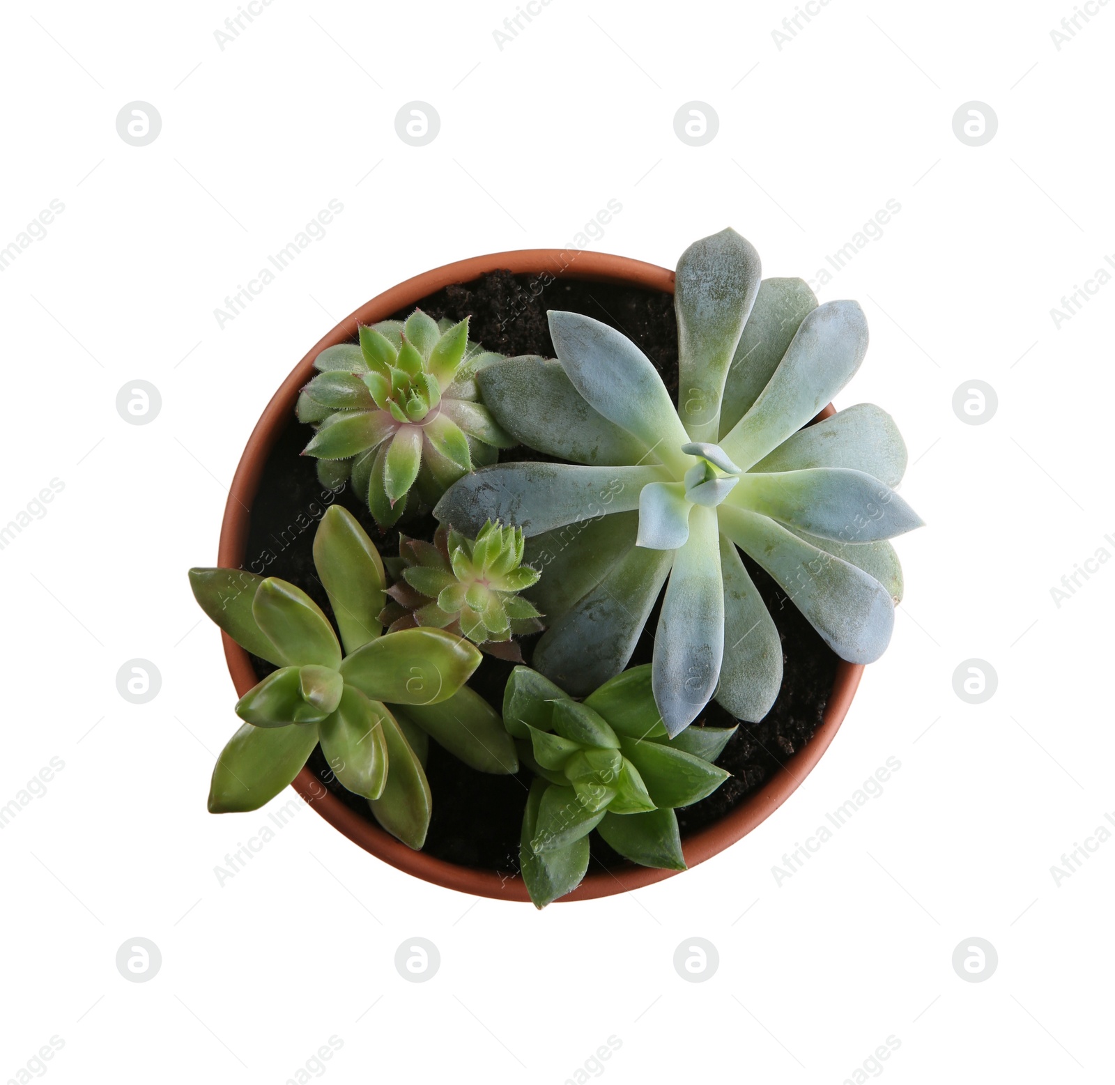 Photo of Beautiful potted echeveria on white background, top view with space for text. Succulent plant