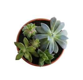 Beautiful potted echeveria on white background, top view with space for text. Succulent plant