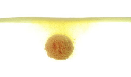 Photo of Yellow bath bomb in clear water on white background