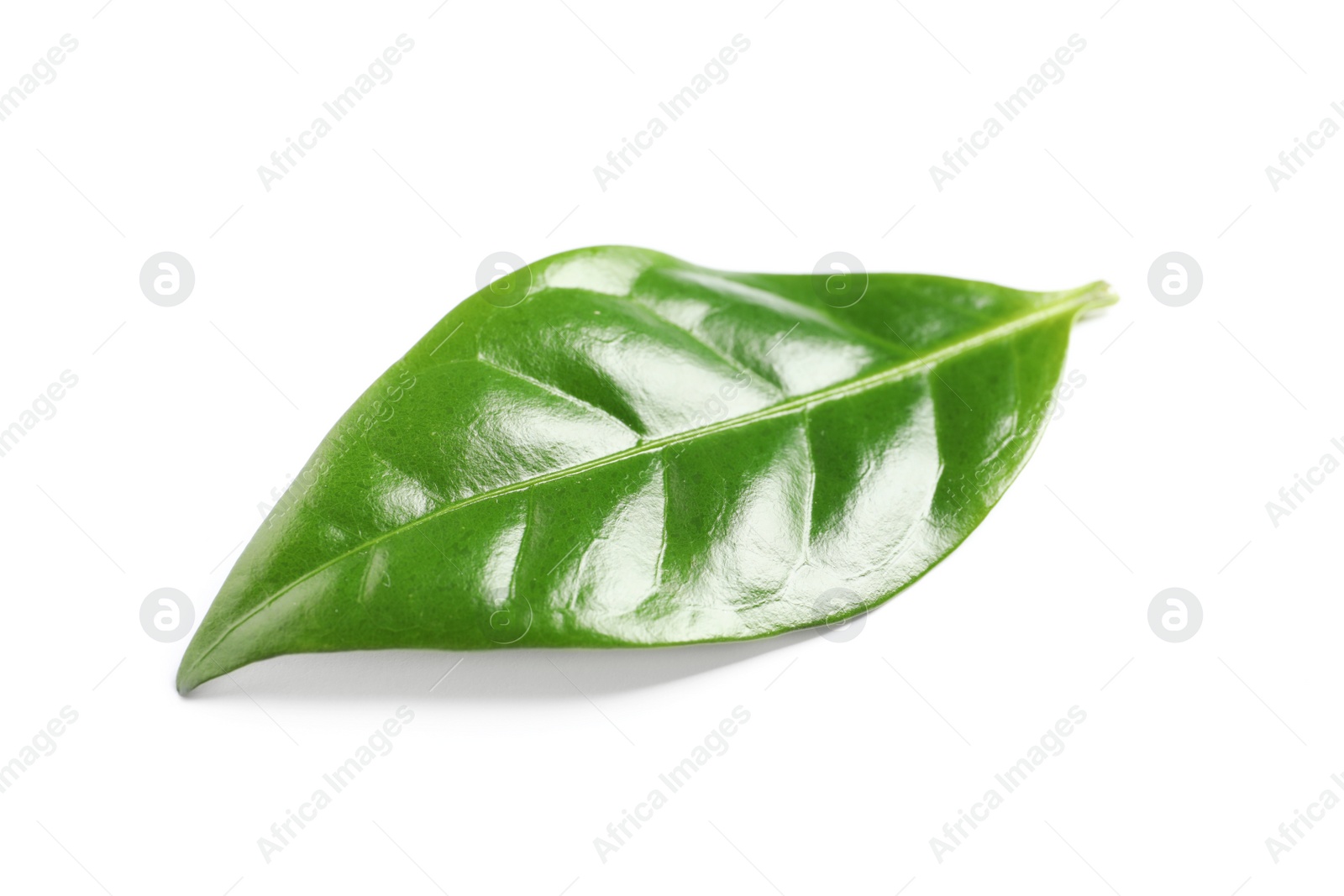 Photo of Fresh green coffee leaf isolated on white