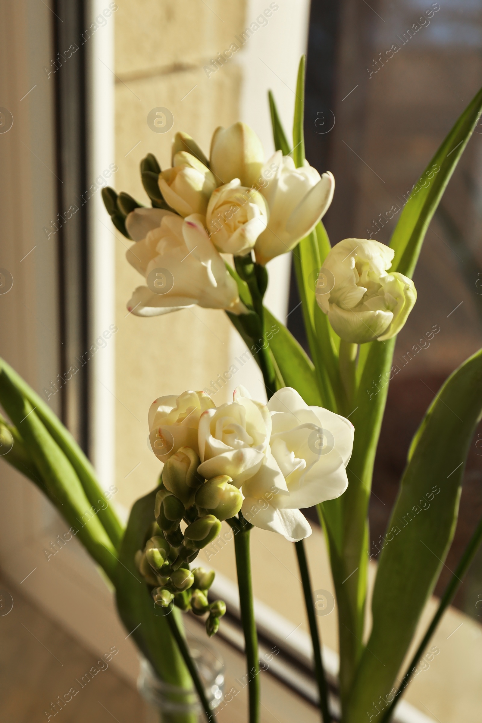 Photo of Different beautiful spring flowers on windowsill indoors, closeup