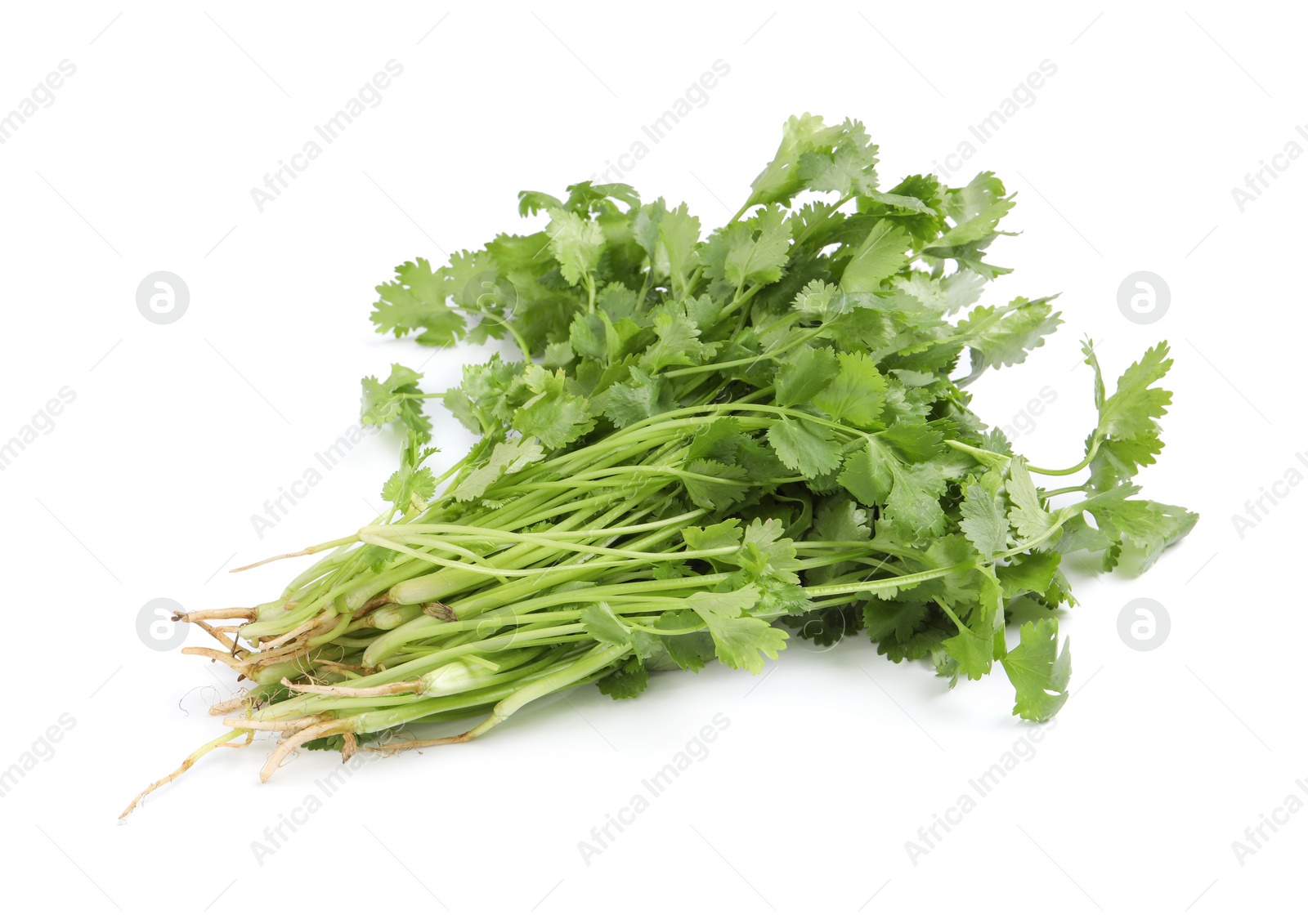 Photo of Bunch of fresh coriander on white background