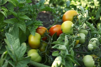 Photo of Green plant with ripening tomatoes in garden, closeup