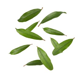 Image of Green leaves of pomegranate plant falling on white background