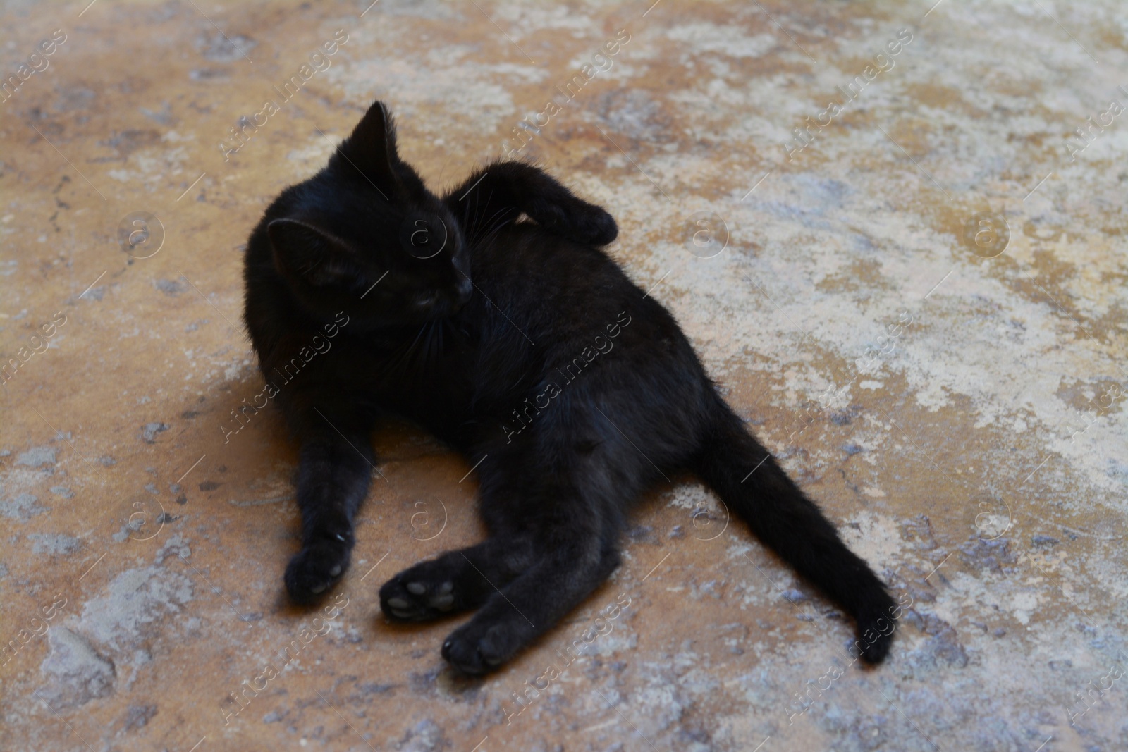 Photo of Cute stray cat laying on stone surface