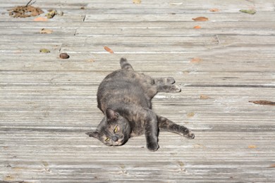 Photo of Lonely stray cat outdoors on sunny day, space for text. Homeless pet