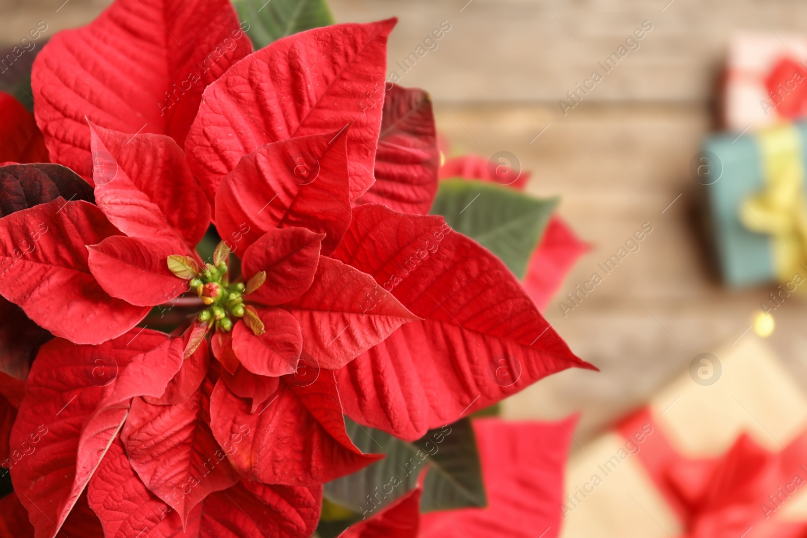 Photo of Poinsettia (traditional Christmas flower) and gifts on wooden table, top view. Space for text