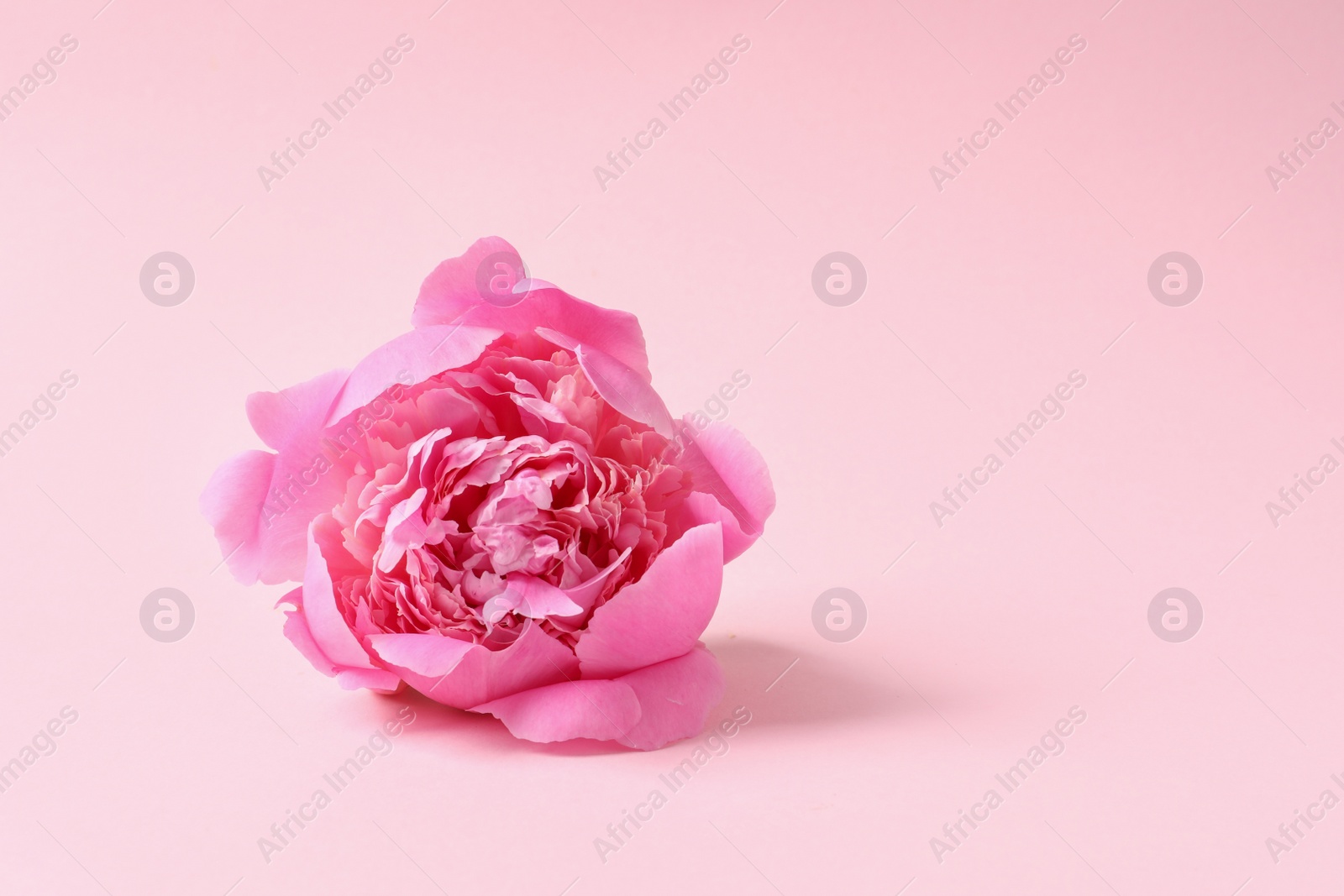 Photo of Fragrant peony on color background, space for text. Beautiful spring flower